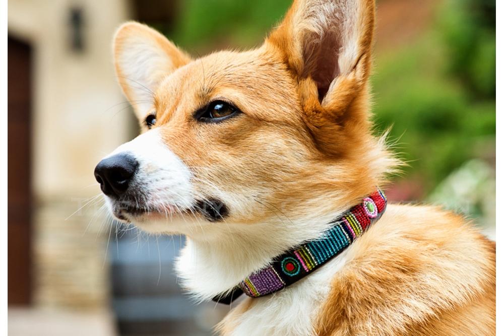 Large bead shop dog collar