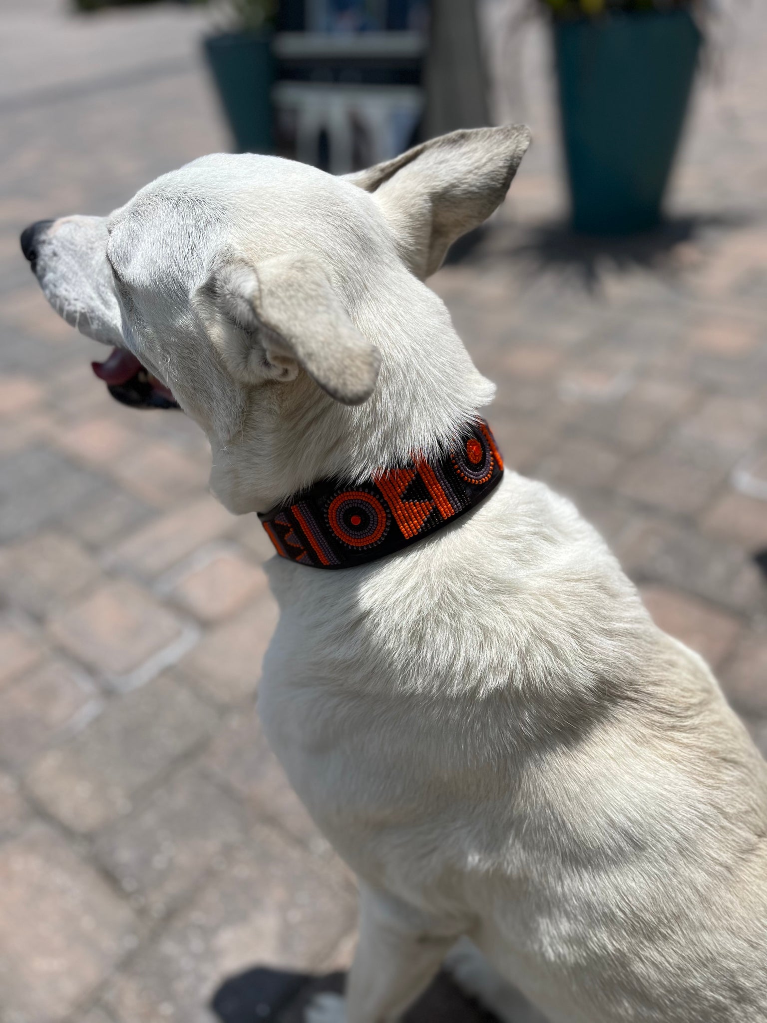 TKC Marula Beaded Dog Collar – The Kenyan Collection TKC Marula Beaded Dog Collar – The Kenyan Collection