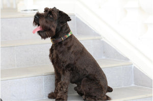 *TKC Exclusive Holiday Argyle Beaded Dog Collar