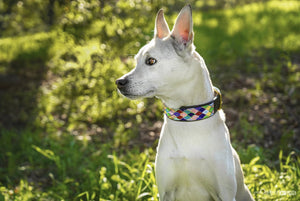 "Posey Argyle" Beaded Dog Collar