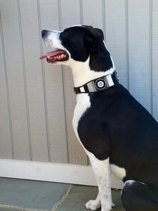 "Shades of Grey" Beaded Dog Collar
